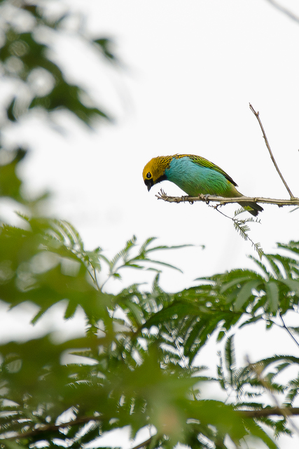 foto-sa-ra-douradinha-tangara-cyanoventris-por-francisco-t-tatit