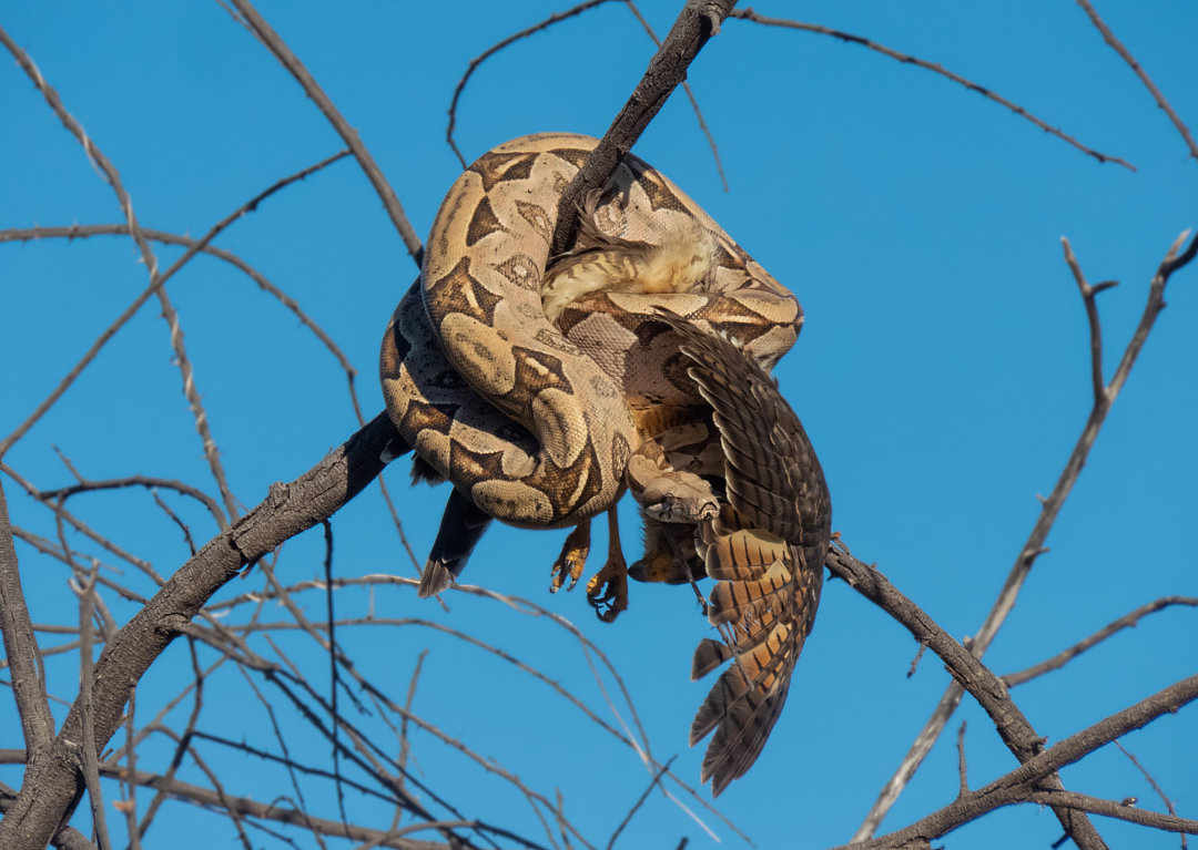 Foto gavião-carijó (Rupornis magnirostris) Por Alan Glauco | Wiki Aves ...