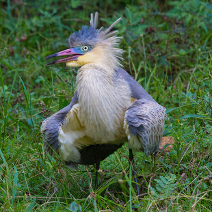 mariafaceira (Syrigma sibilatrix) WikiAves A Enciclopédia das Aves