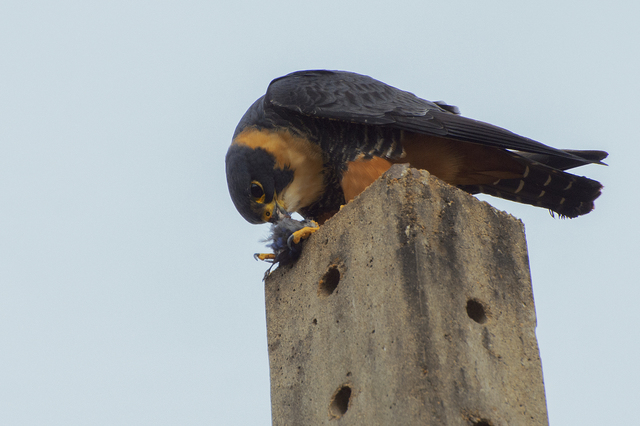 Foto cauré (Falco rufigularis) Por Lucas Botelho | Wiki Aves - A ...