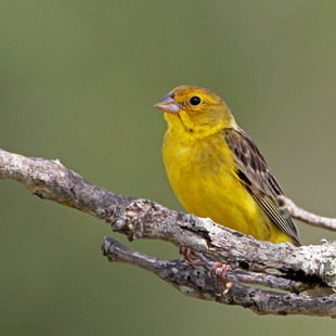 Caneiro Rinder canário-rasteiro (Sicalis citrina) | WikiAves - A Enciclopédia das Aves ...
