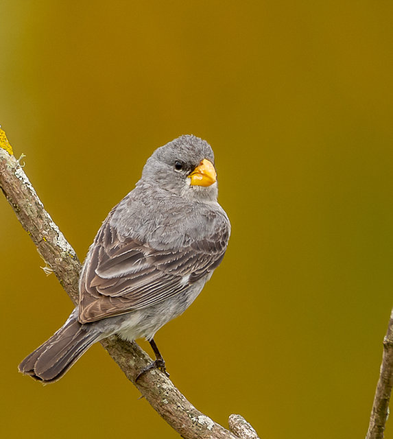 foto-patativa-tropeira-sporophila-beltoni-por-ernesto-berkenbrock