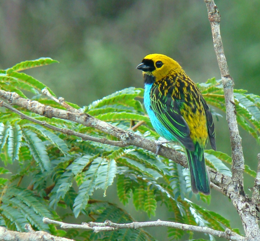 foto-sa-ra-douradinha-tangara-cyanoventris-por-fernando-araujo-wiki