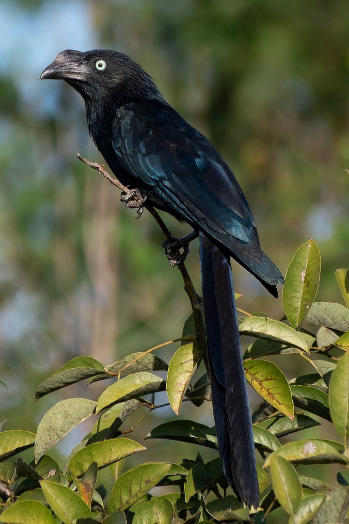 Foto anu-coroca (Crotophaga major) Por Giancarlo Müller Pozzebon | Wiki ...