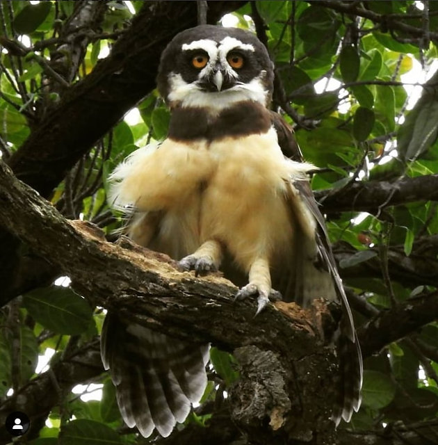 foto-murucututu-pulsatrix-perspicillata-por-iris-oliveira-wiki-aves