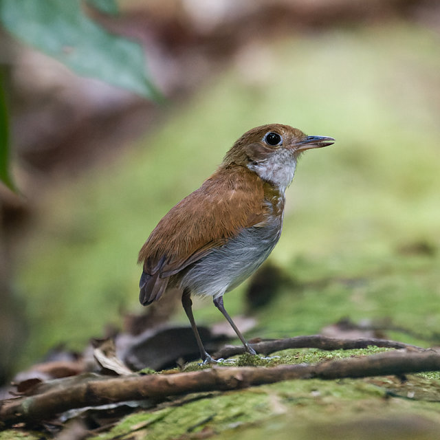 Foto tovacadotapajós (Myrmothera subcanescens) Por Mats Hildeman