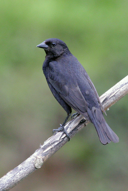 Foto chupim (Molothrus bonariensis) Por Sandro Salomon | Wiki Aves - A ...