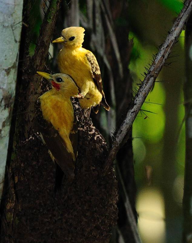 Foto pica-pau-amarelo (Celeus flavus) Por Anselmo d`Affonseca | Wiki ...