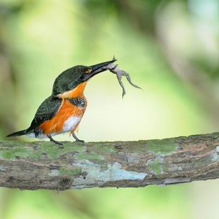 Alcedinidae WikiAves A Enciclopédia das Aves do Brasil