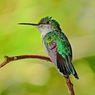 Thalurania sp. (Thalurania sp.) WikiAves A Enciclopédia das Aves do