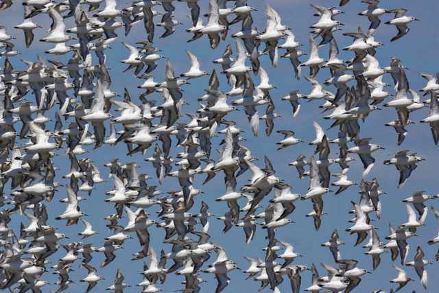 Calidris sp. (Calidris sp.) WikiAves A Enciclopédia das Aves do Brasil