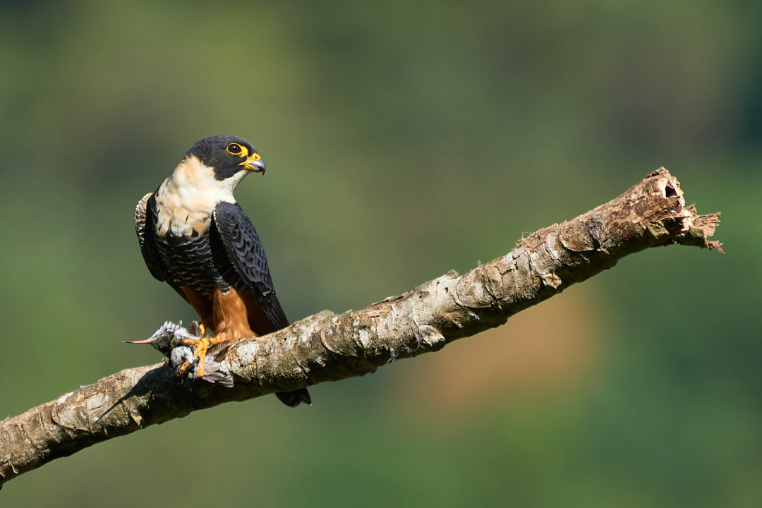 Foto cauré (Falco rufigularis) Por Daniel Alfenas | Wiki Aves - A ...