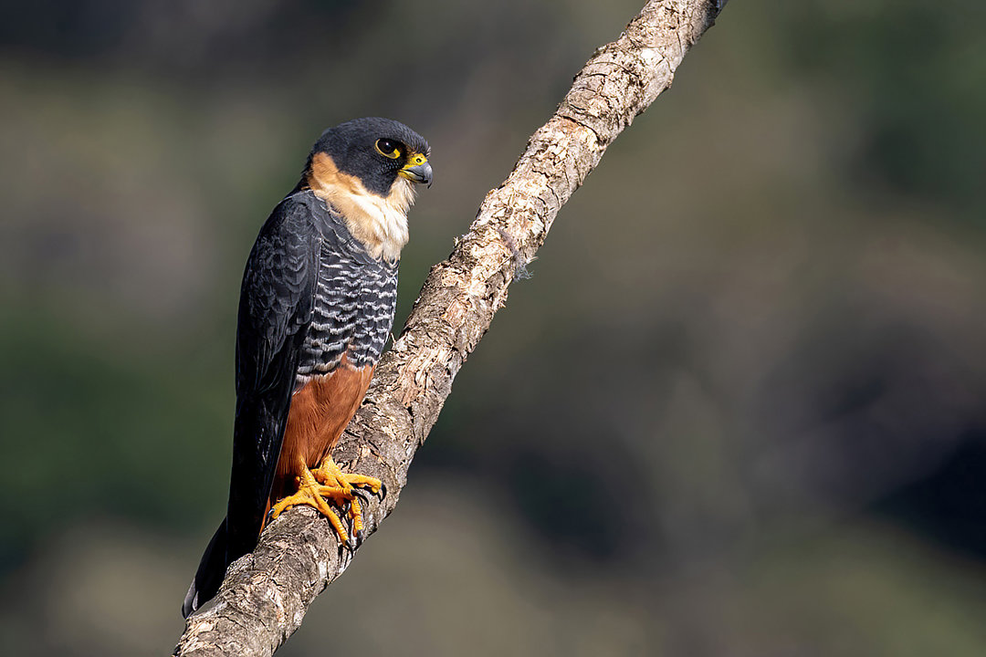 Foto cauré (Falco rufigularis) Por Alexandre Gualhanone | Wiki Aves - A ...