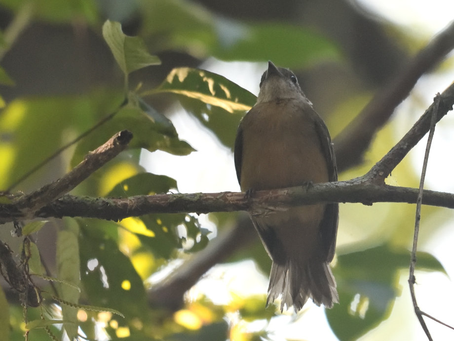 Foto dançarinodecristalaranja (Heterocercus aurantiivertex) Por