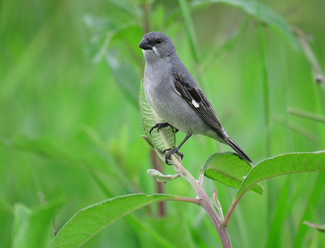 foto-patativa-sporophila-plumbea-por-jose-quintino-wiki-aves-a