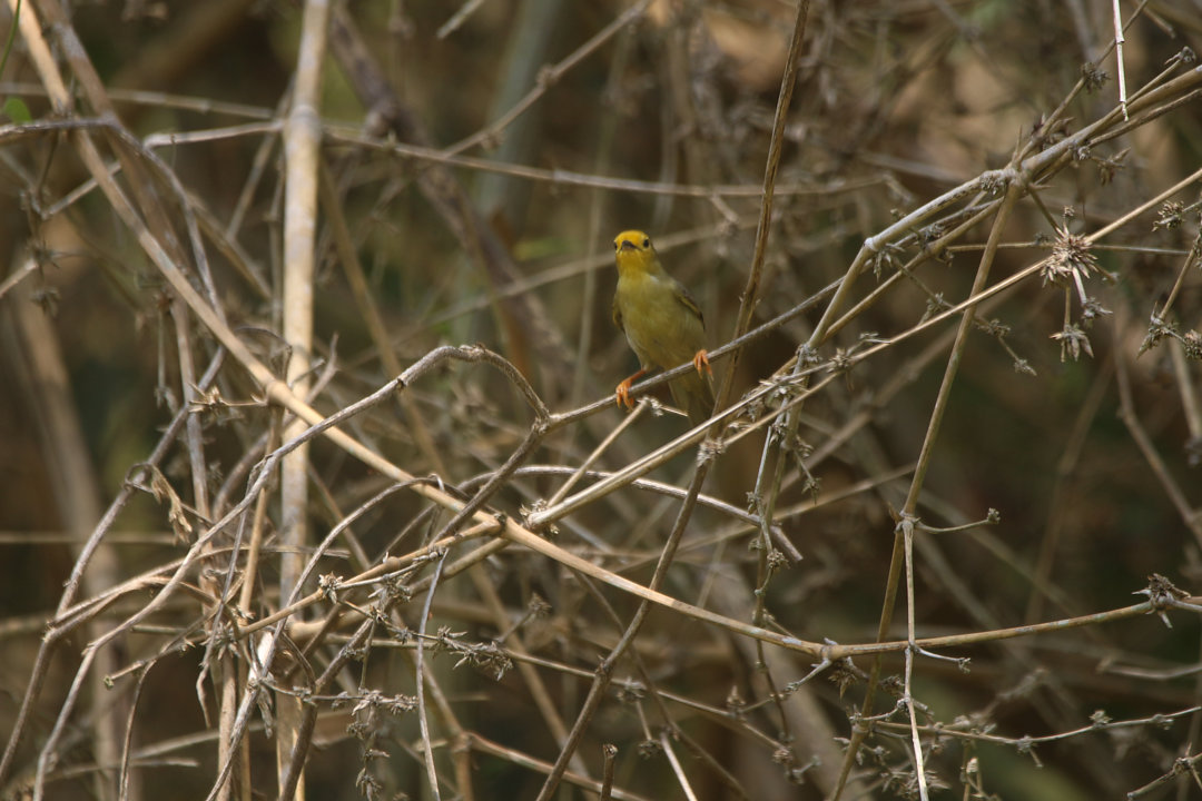 Foto joãofolheiro (Metopothrix aurantiaca) Por Adriano Canteri Wiki