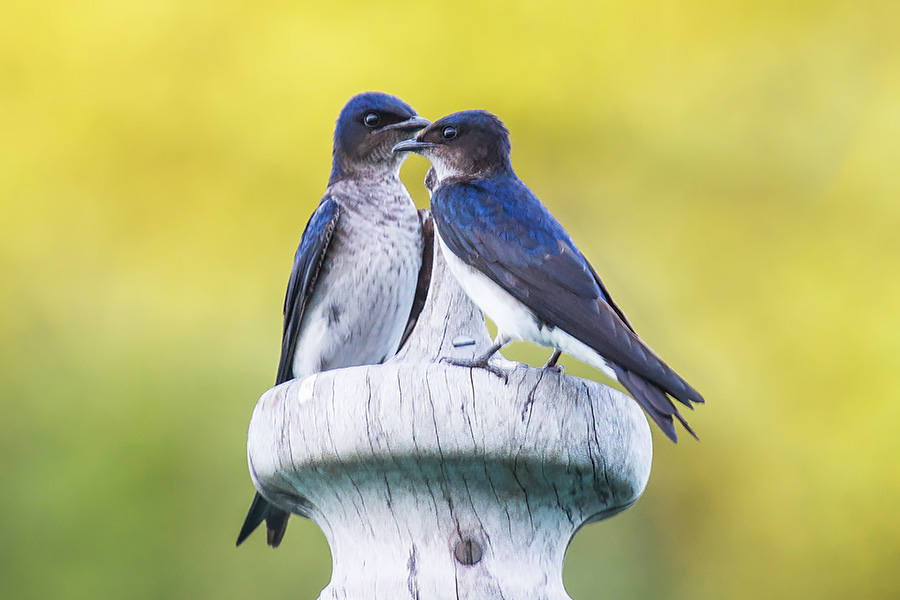 Foto andorinhadomésticagrande (Progne chalybea) Por Luís Roberto da