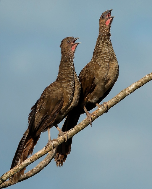 Ortalis WikiAves A Enciclopédia das Aves do Brasil