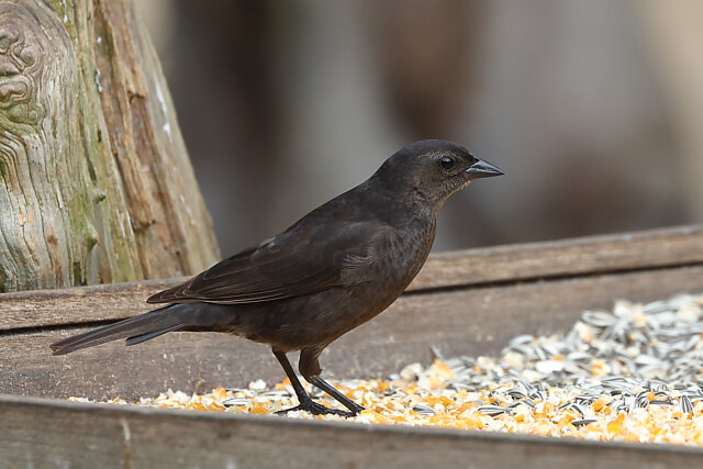 Foto chupim (Molothrus bonariensis) Por Gilvan Moreira | Wiki Aves - A ...