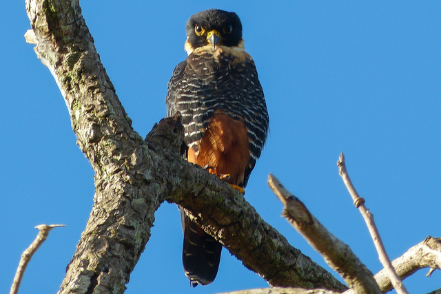 Foto cauré (Falco rufigularis) Por Fábio Rocha Pina | Wiki Aves - A ...