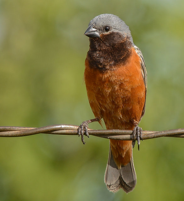 foto-caboclinho-de-papo-escuro-sporophila-ruficollis-por-andr