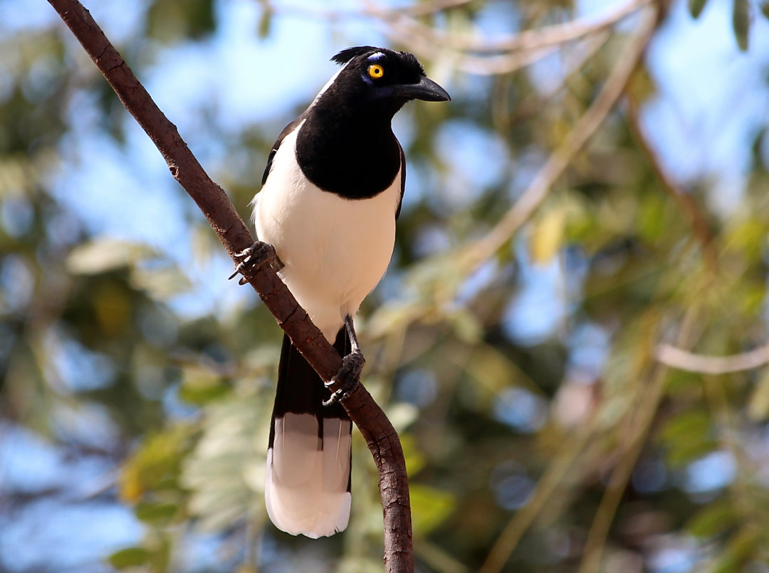 foto-gralha-canc-cyanocorax-cyanopogon-por-vagner-bordin-wiki-aves