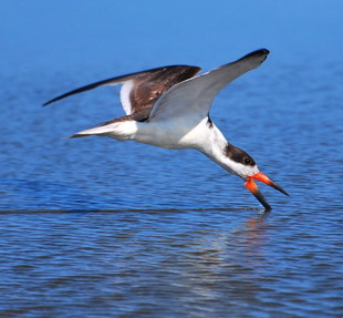 Talha Fish talha-mar (Rynchops niger) | WikiAves - A Enciclopédia das Aves do Brasil