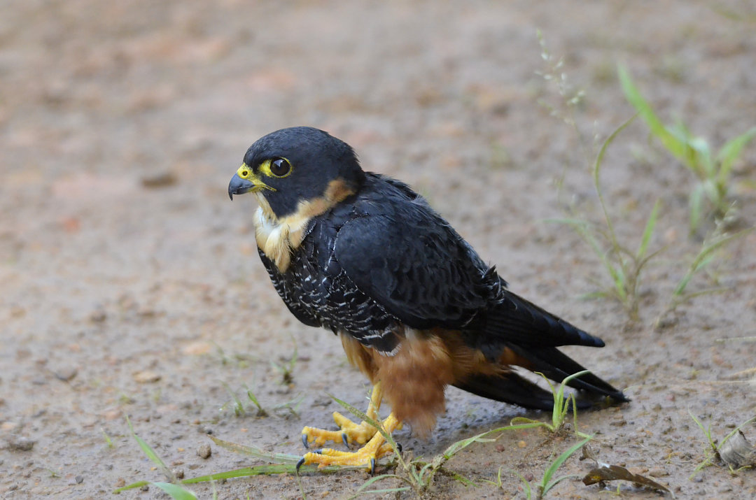 Foto cauré (Falco rufigularis) Por Kenny Uéslei | Wiki Aves - A ...