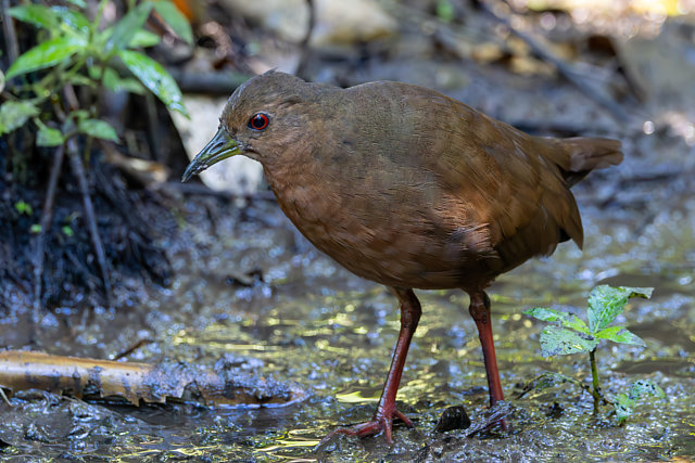 Foto saracuralisa (Amaurolimnas concolor) Por Gustavo Dallaqua Wiki