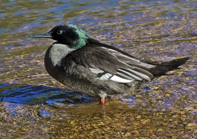 foto-pato-mergulh-o-mergus-octosetaceus-por-bruno-salaroli-wiki