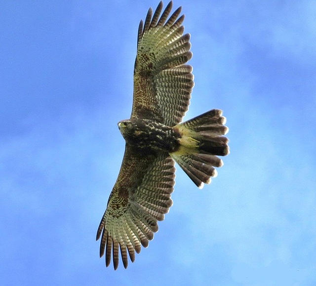 gaviãoasadetelha (Parabuteo unicinctus) WikiAves A Enciclopédia das Aves do Brasil