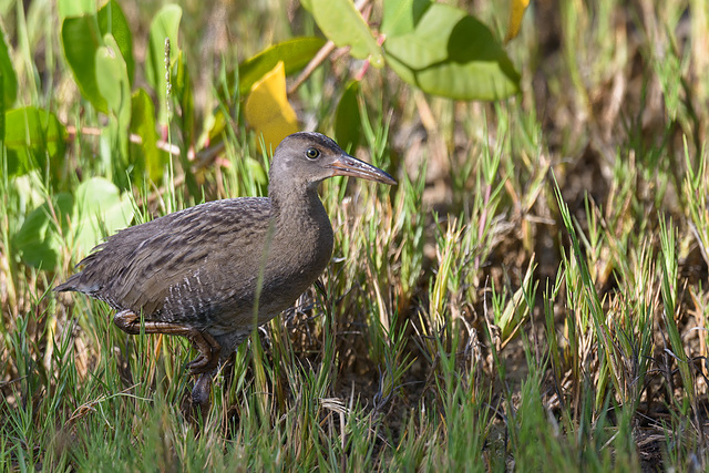 saracura-matraca (Rallus longirostris) | WikiAves - A Enciclopédia das ...
