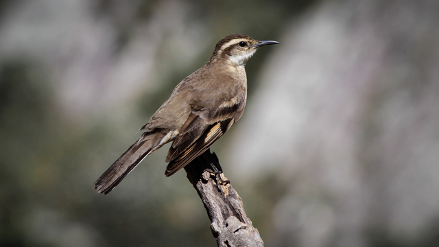 Foto pedreirodoespinhaço (Cinclodes espinhacensis) Por Diego Murta