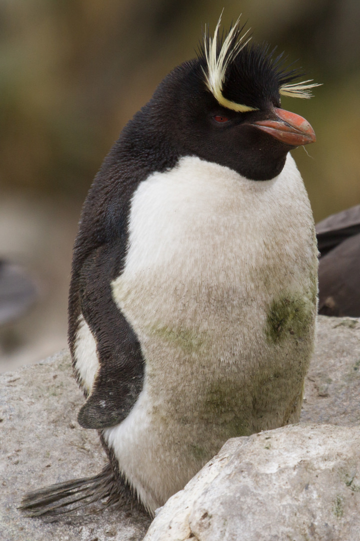 foto-pinguim-de-penacho-amarelo-eudyptes-chrysocome-por-publio