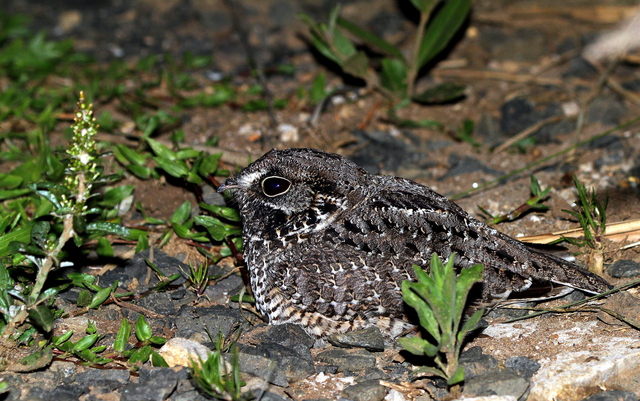 foto-curiango-do-banhado-hydropsalis-anomala-por-jos-branco-wiki