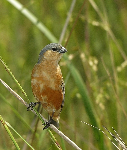 foto-caboclinho-de-barriga-vermelha-sporophila-hypoxantha-por-marcio