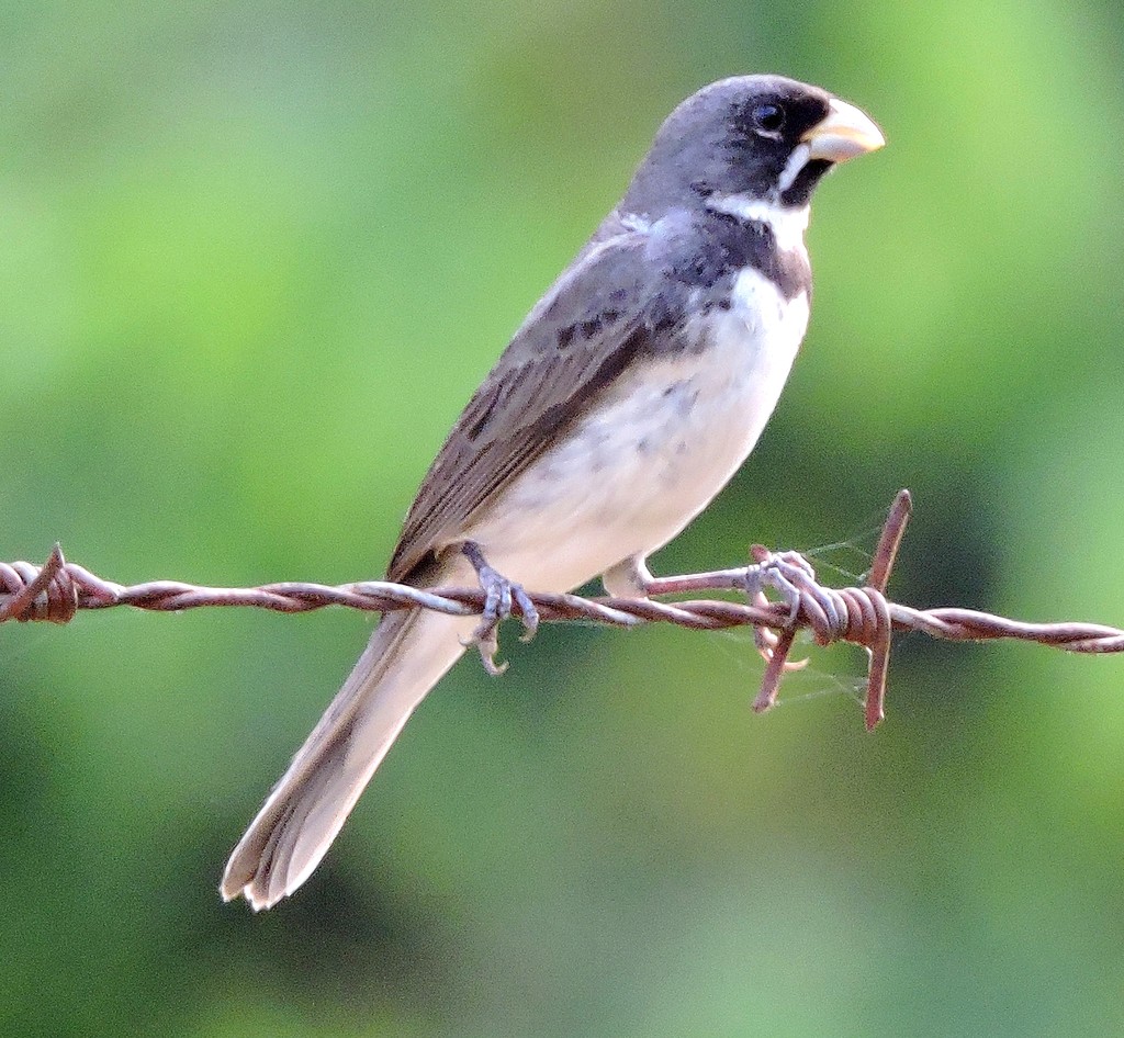 foto-coleirinho-sporophila-caerulescens-por-luiz-cortez-wiki-aves