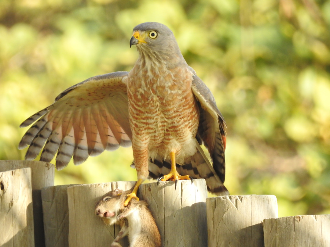 Foto gavião-carijó (Rupornis magnirostris) Por Ulisses Nemetz | Wiki ...
