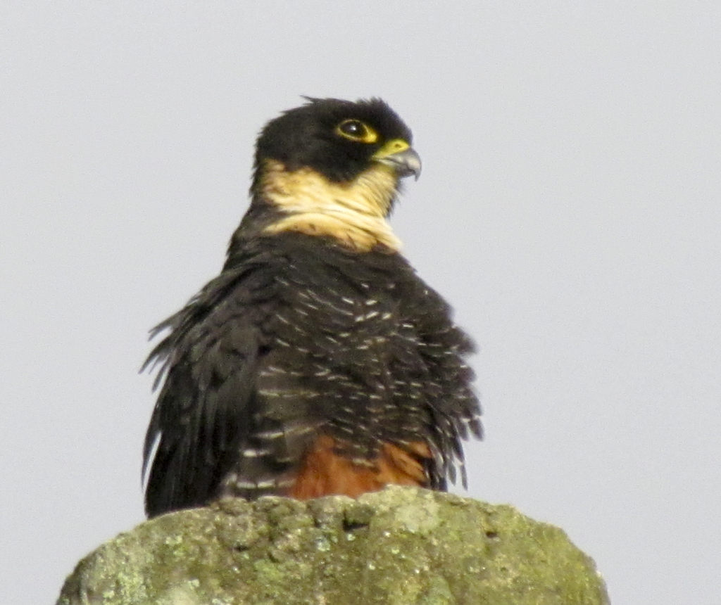 Foto cauré (Falco rufigularis) Por Jair Denozor | Wiki Aves - A ...