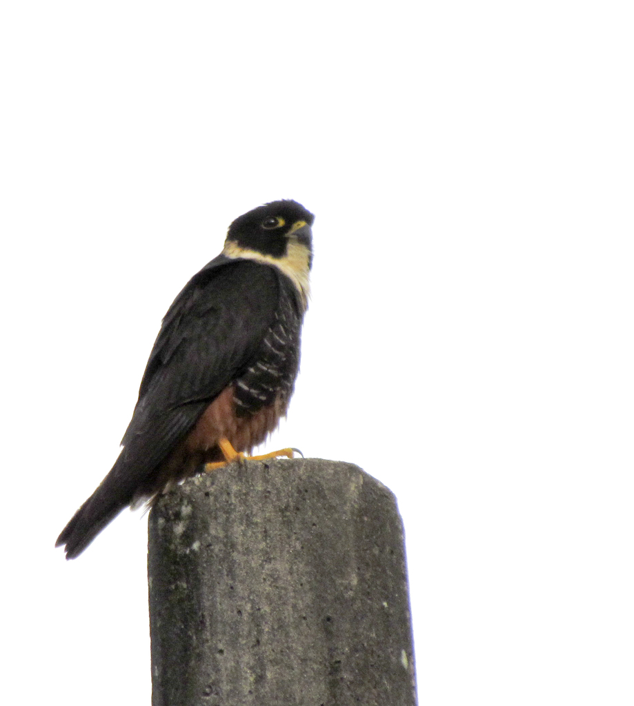 Foto cauré (Falco rufigularis) Por Jair Denozor | Wiki Aves - A ...