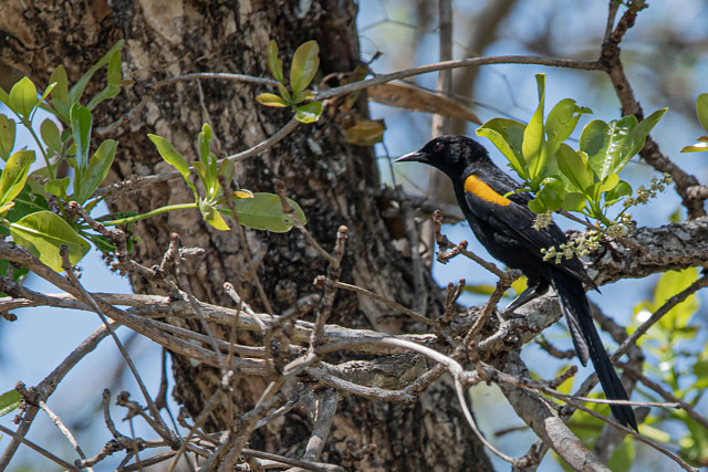 Foto inhapim (Icterus cayanensis) Por Henrique Duarte | Wiki Aves - A ...