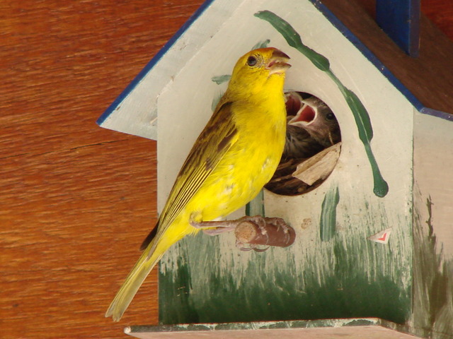 foto-can-rio-da-terra-sicalis-flaveola-por-antonio-lupinacci-wiki