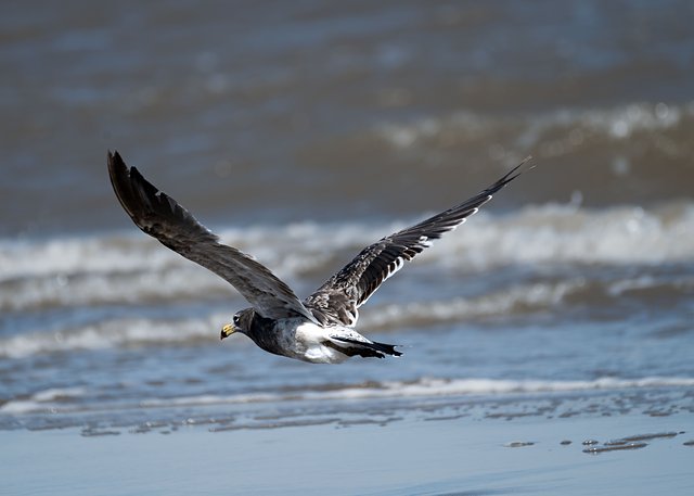 Foto gaivota-de-rabo-preto (Larus atlanticus) Por Antonio Ferrassini ...