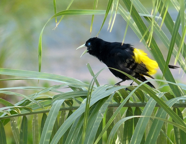 Foto xexéu (Cacicus cela) Por Joselito Rocha de Macedo Wiki Aves A