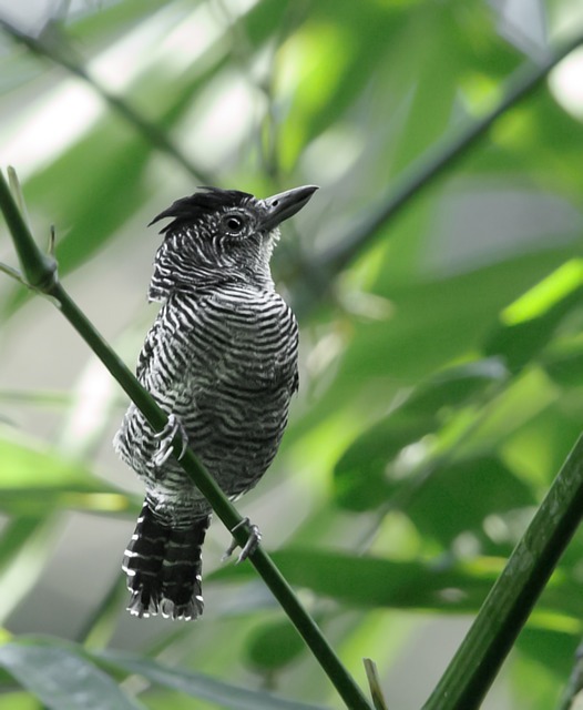 chocadobambu (Cymbilaimus sanctaemariae) WikiAves A Enciclopédia