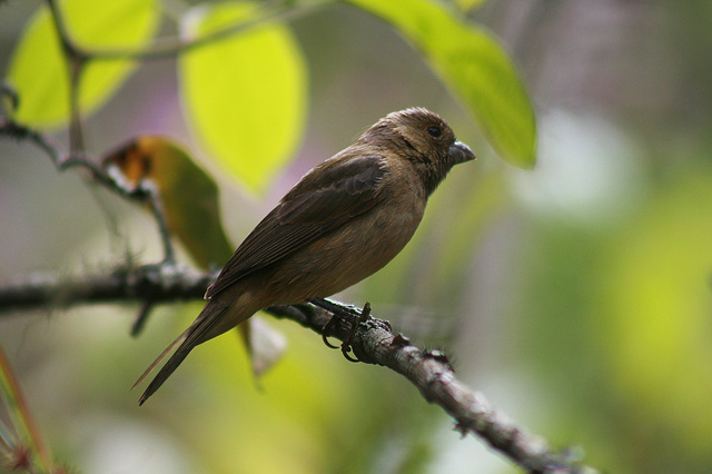 Foto Sporophila sp. (Sporophila sp.) Por Simone Fraga Wiki Aves A