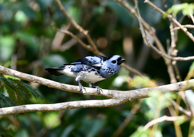 foto-cambada-de-chaves-tangara-brasiliensis-por-eliane-zaltman-wiki