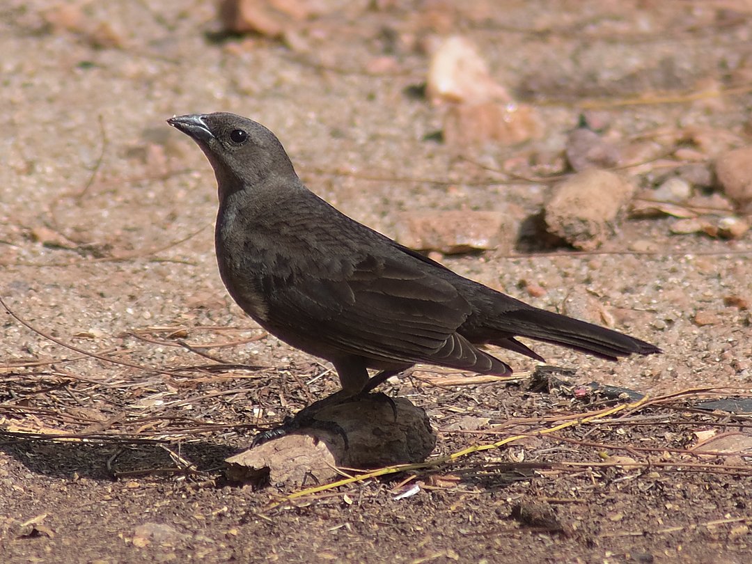 Foto chupim (Molothrus bonariensis) Por Pablo Cejas | Wiki Aves - A ...
