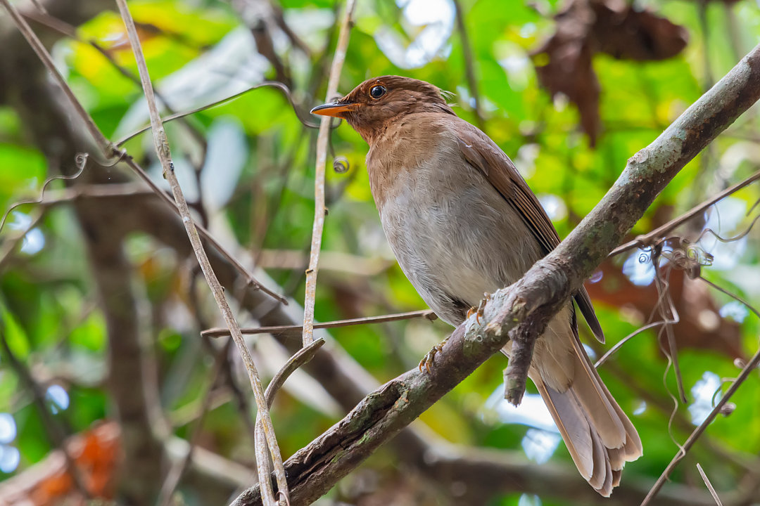 Foto sabiá-castanho (Cichlopsis leucogenys) Por Gabriel Bonfa | Wiki ...