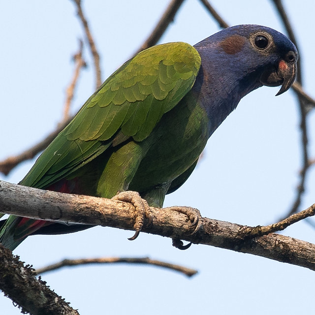 foto-maitaca-de-cabe-a-azul-pionus-menstruus-por-daniel-hinckley